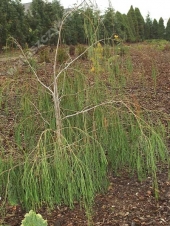 Chamaecyparis lawsoniana 'Imbricata Pendula' 